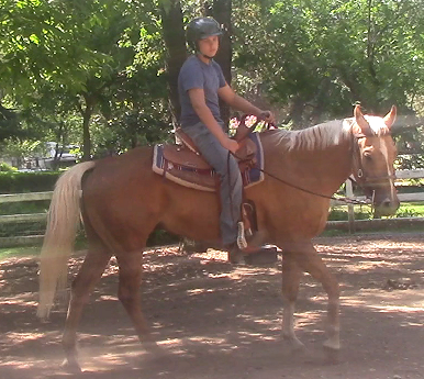 Teaching The Unbroke Horse Change of Direction Using Shoulder Control*