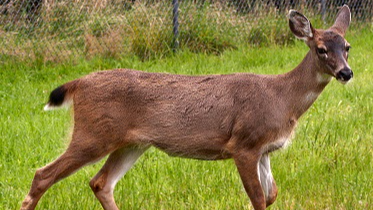 Video 1, Episode 2, Wildlife, No Sound, For Horses Vision (Phone to Projector) 