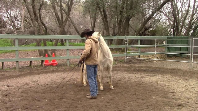 Bolting Poney (Part 1, Ground Exercise)*