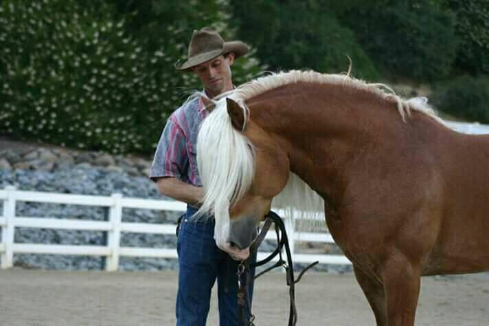 Solving Behavior Issues  - On the Ground and Under Saddle -