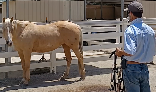 Horse and Rider Confidence - Episode 1 - From The Ground Up