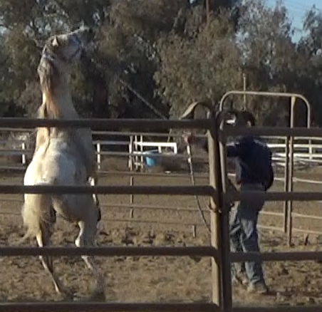 Teaching the Out of Control Horses Respect (Ground Exercises)