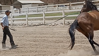 Horses That Challenge You (Stink Eye) Preview