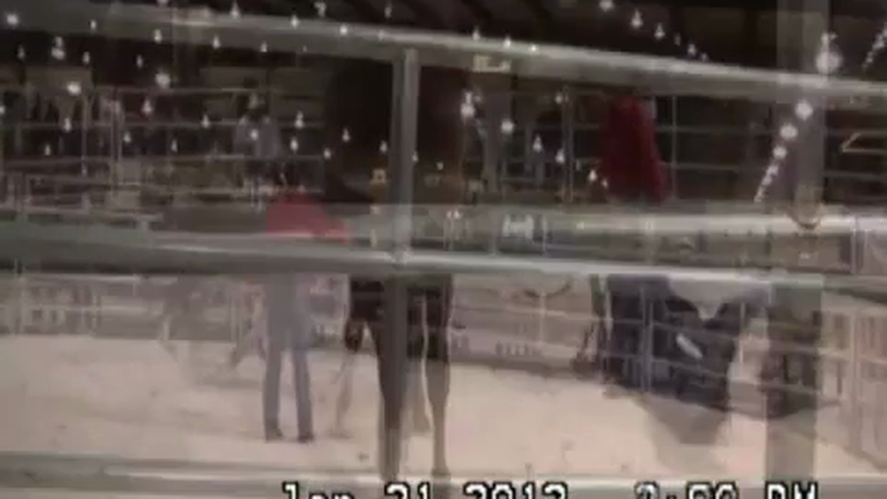 Maryland World Horse Expo 2012 (Part 2, Special Event)*