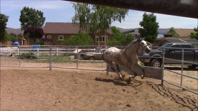 Defensive Aggression in Abused Horses (Part 1 Ground Exercises)*