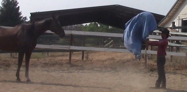 Desensitizing Your Horse at Liberty (Ground Exercise) 