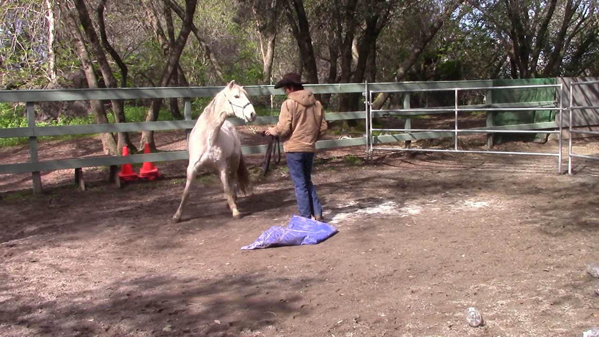 Bolting Pony (Part 2 Ground Exercses)*