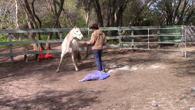 Bolting Pony (Part 2 Ground Exercses)*