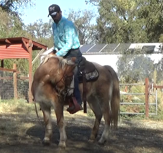Starting The Blind Horse Under Saddle (Ground and Saddle Exercises)*