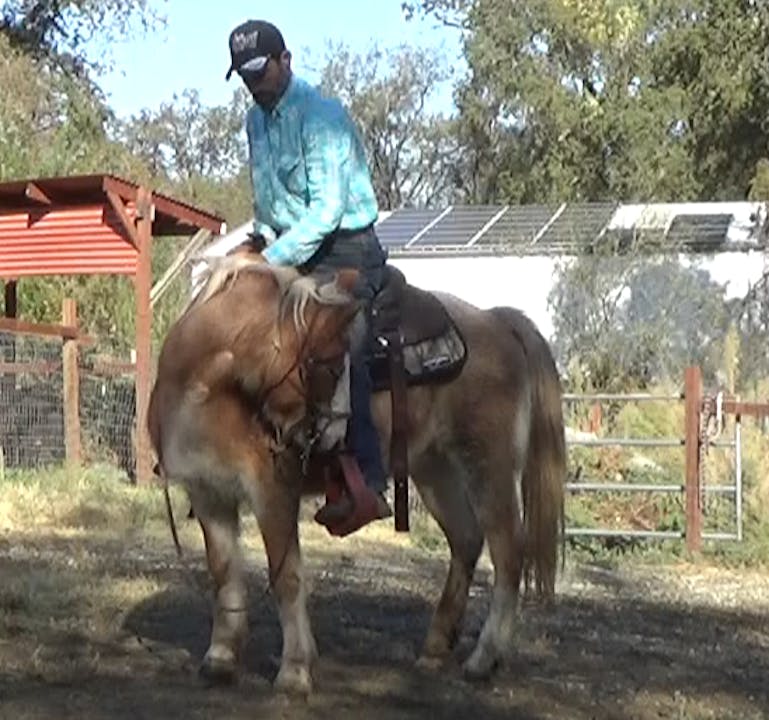 Starting The Blind Horse Under Saddle (Ground and Saddle Exercises
