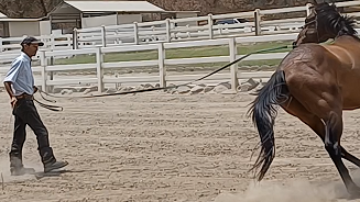 Horses That Challenge You (Stink Eye)