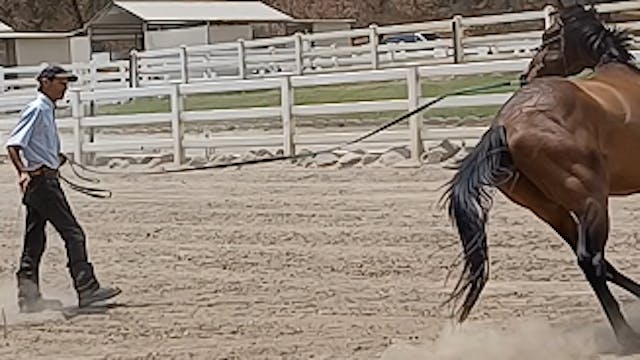 Horses That Challenge You (Stink Eye)