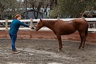 Preview - Part 2, Working With The Untouched (Wild) Horse