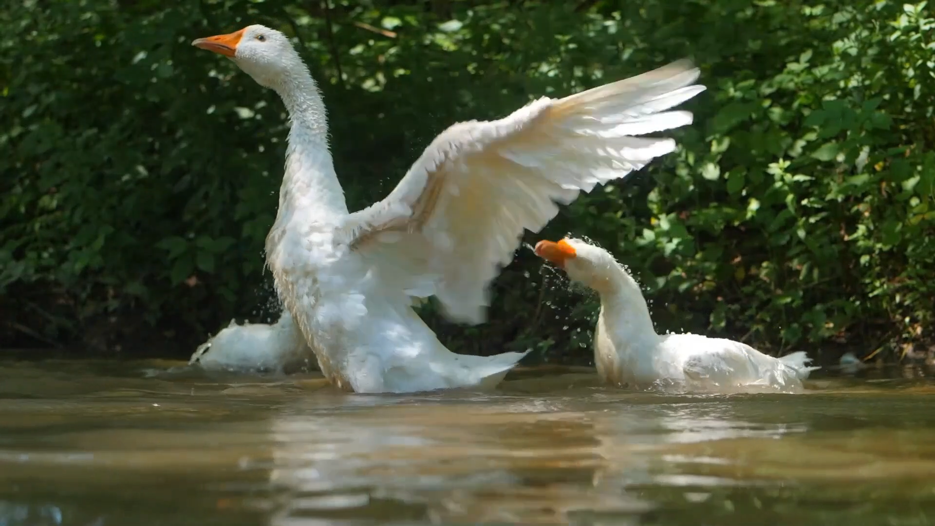 Video 3, Episode 2, Birds, No Sound, For Horses Vision (Phone to Projector)