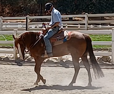 Horse & Rider Confidence - Episode 4 - From The Ground Up