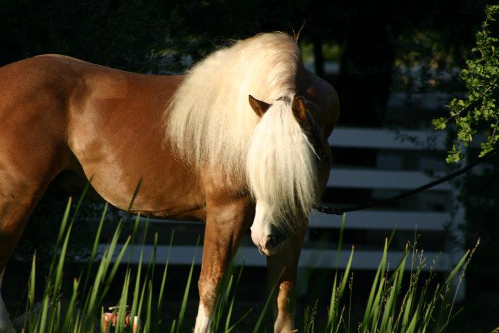 Multi-talented Marcoe in Equestrian Connection Part 2.pdf