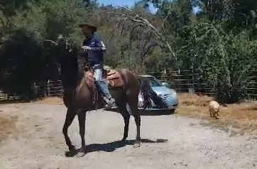 Finding The Root Cause Of Head Tossing (Saddle Exercise)*