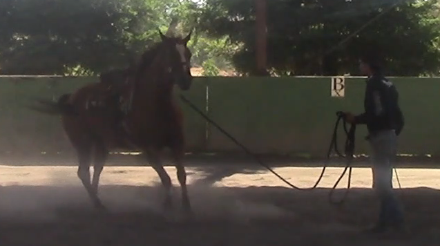 Teaching The Change Of Direction (Ground Exercise)*