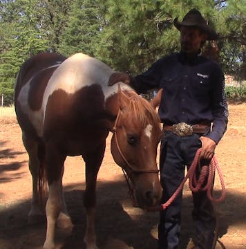 Depression In Rescue Horse From Abuse...