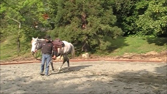 Teaching your horse how to back up (G...