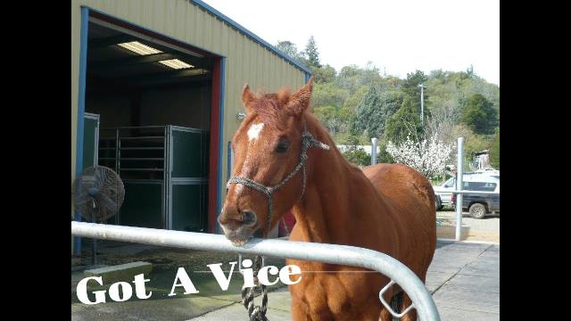 Solving Stall Vices - Cribbing, Windsucking, Weaving, Stall Walking Etc.