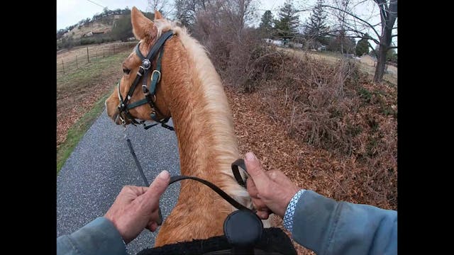 Building Confidence In Your Horse (Sa...