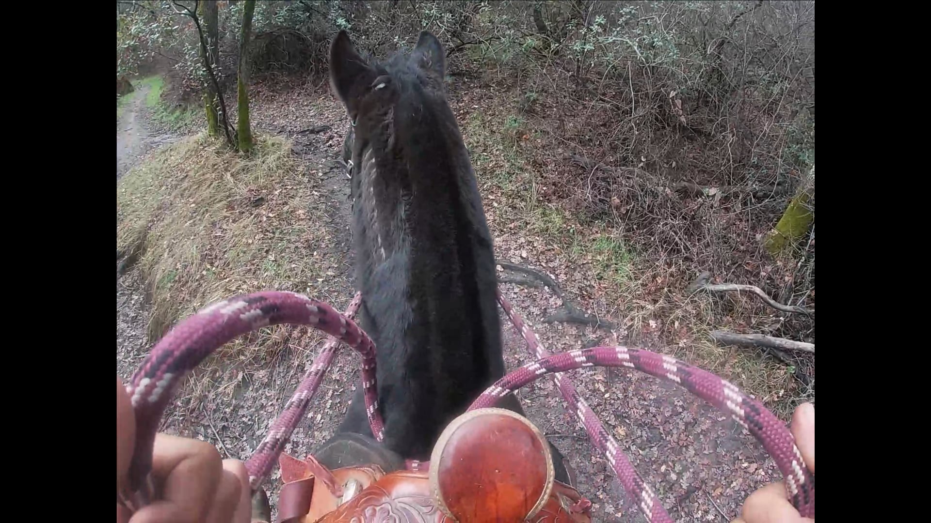 Stop Your Horse from Stumbling So Much