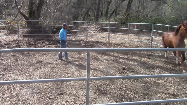 Basic Round Penning (Ground Exercise ...