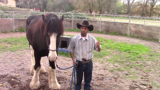 Teaching your horse to accept lound n...