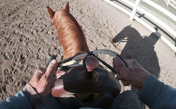 What To Do When Your Horse Keeps Brea...