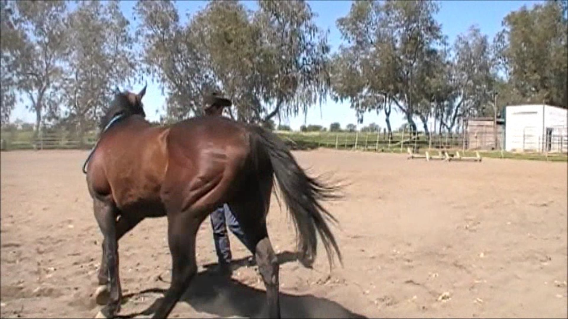 Stopping and Backing (Part 1 Ground Exercise)*