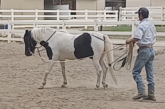 Teach Your Horse How To Long Line Episode 1