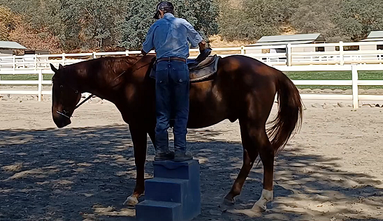 Lesson Horses - Keeping Them Sharp on Their Cues -
