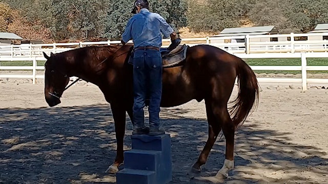 Lesson Horses - Keeping Them Sharp on Their Cues -