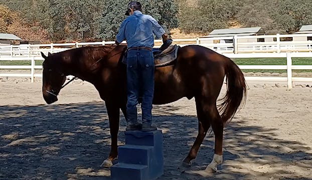 Lesson Horses - Keeping Them Sharp on...