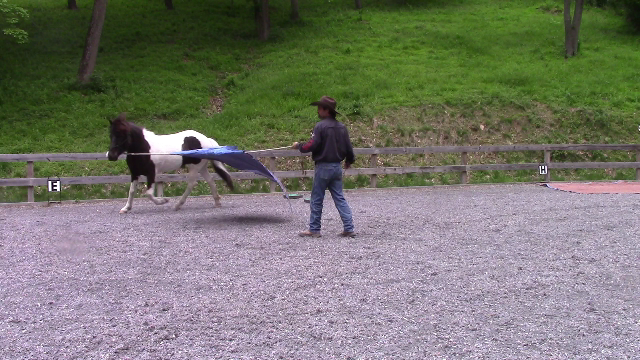 Building Confidence in the spooky horse (Ground Exercise)*