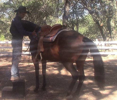 Teaching Your Horse How To Line Up Next To The Mounting Block*