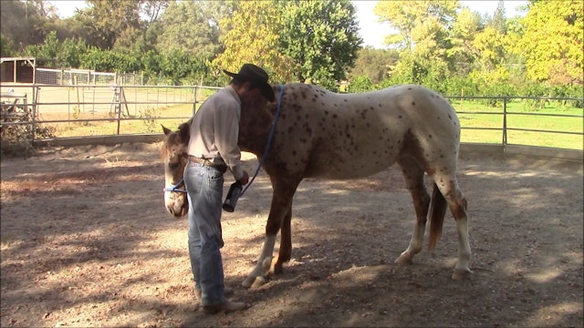 Teaching the nerous horse to accept fly spray (Ground Exercise)*