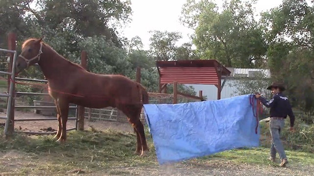 Horse Trailer Phobias Part 2 (Ground Exercise)*