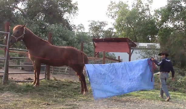 Horse Trailer Phobias Part 2 (Ground Exercise)*