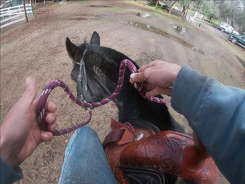 Teaching Your Horse How To Neck Rein ...