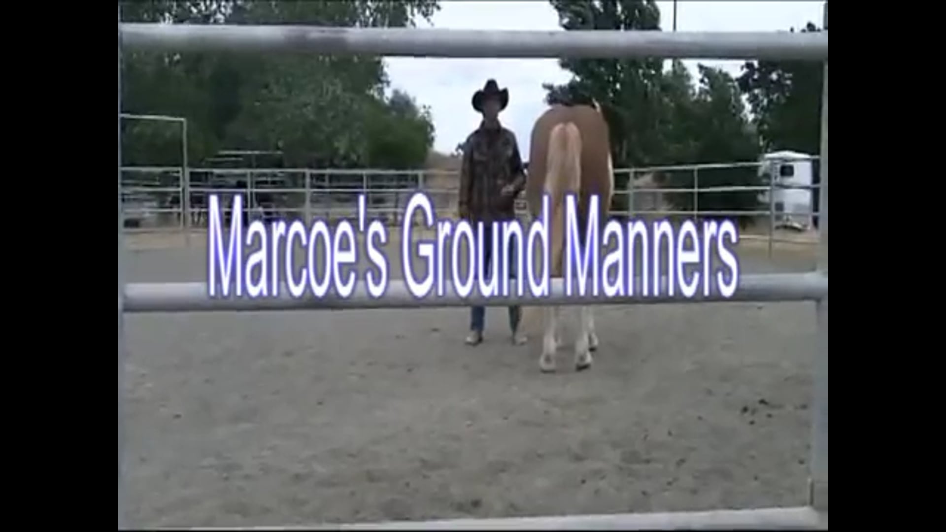 Stallions and good ground manners (Special Event)* Shaedow Glen Riding Stables*