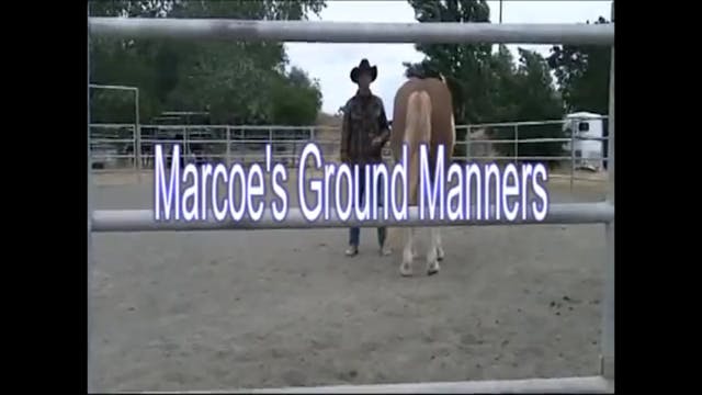 Stallions and good ground manners (Sp...