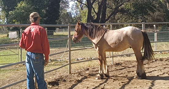 Teaching the Yearling How to Tie (Click Here to Learn More)