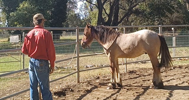 Teaching the Yearling How to Tie (Cli...