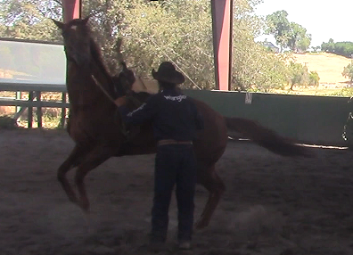 Solving Cinching Issues to Highly Reactive Horses (Ground Exercise)*