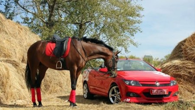Why Your Horse Has To Be SMARTER Then The Drivers and Bicyclists (Preview)