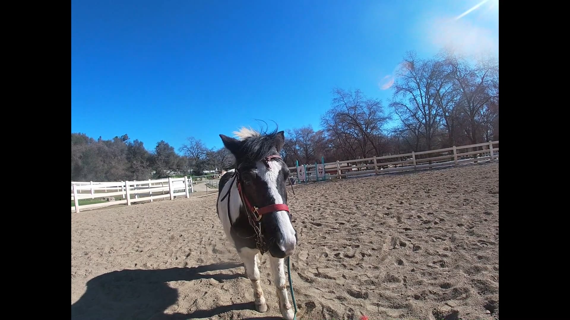 Horses and Pony's That Drop Their Shoulder, Pain or Behavior Issues