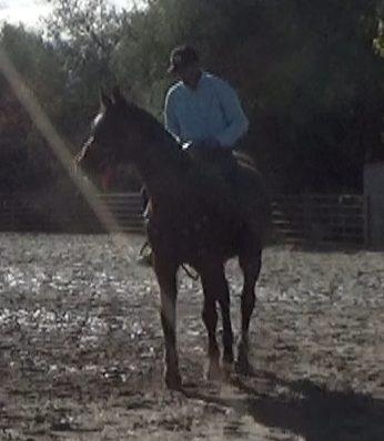 Teaching The High Headed Horse To Lower His Head (Saddle Exercise)