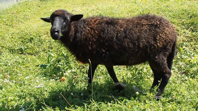 Video 2,Episode,2 Farm Animals, No So...